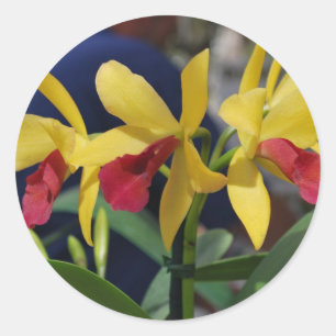 Yellow Orchid from Vero Beach, FL Classic Round Sticker