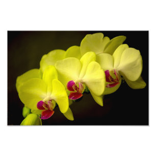 Yellow Orchid - Photo Print
