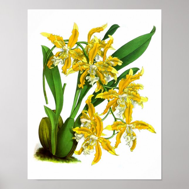 Yellow Orchid Plant Tropical Botanical Print no. 8 (Front)