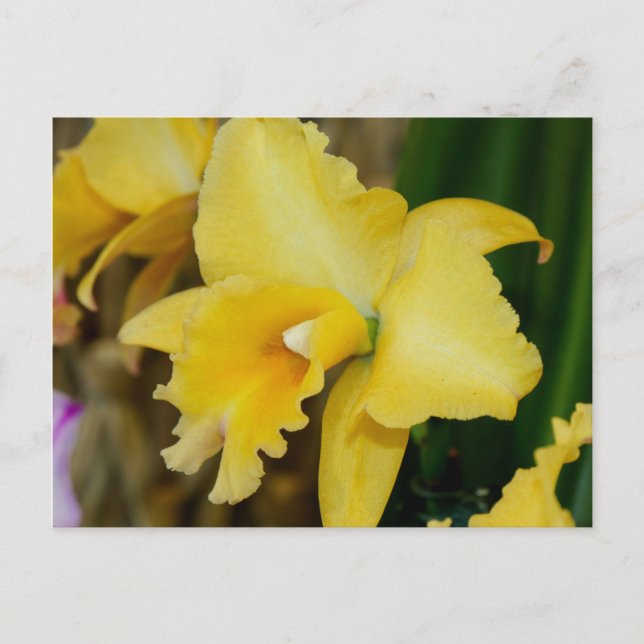 Yellow Orchid Postcard (Front)