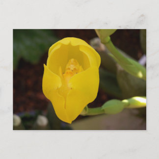 Yellow Orchid Postcard