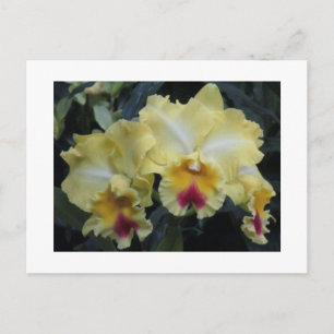 Yellow orchid postcard