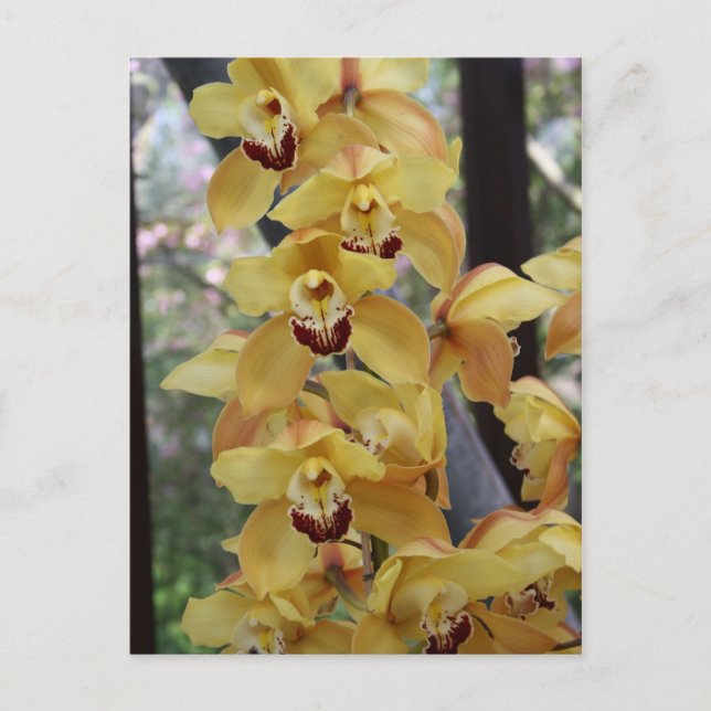 Yellow orchid postcard (Front)