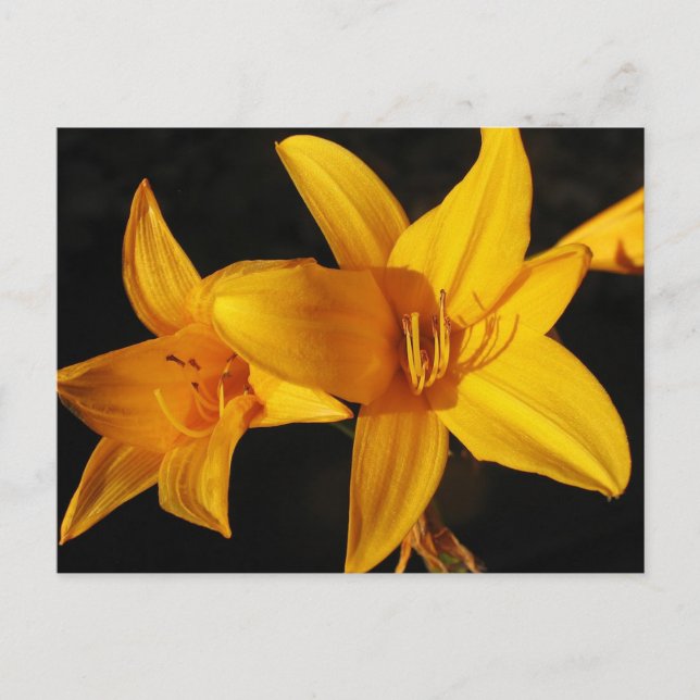 Yellow Orchid Postcard (Front)
