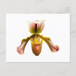 Yellow orchid postcard