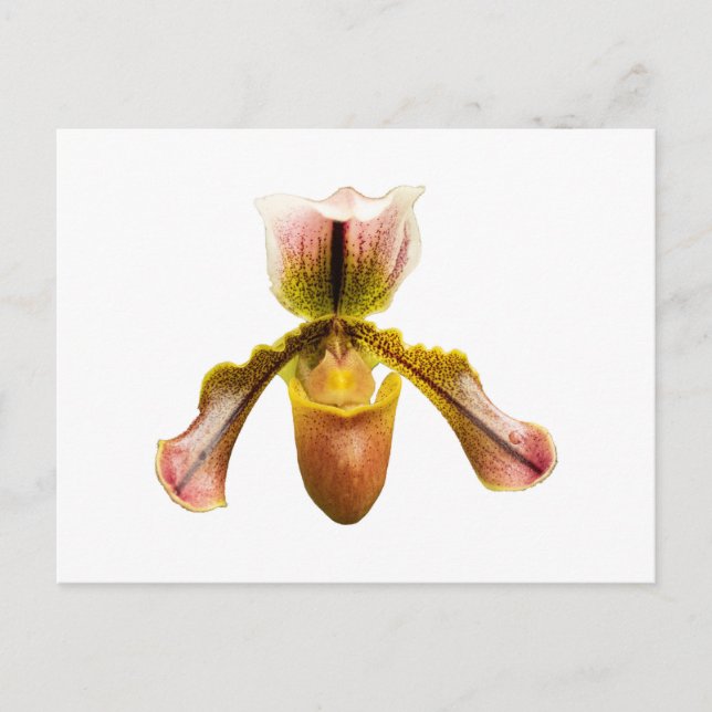 Yellow orchid postcard (Front)