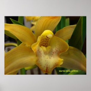 Yellow Orchid Poster