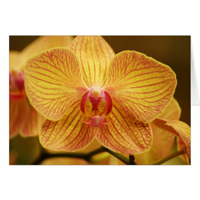 Yellow Orchid with Pink Stripes (Front Horizontal)