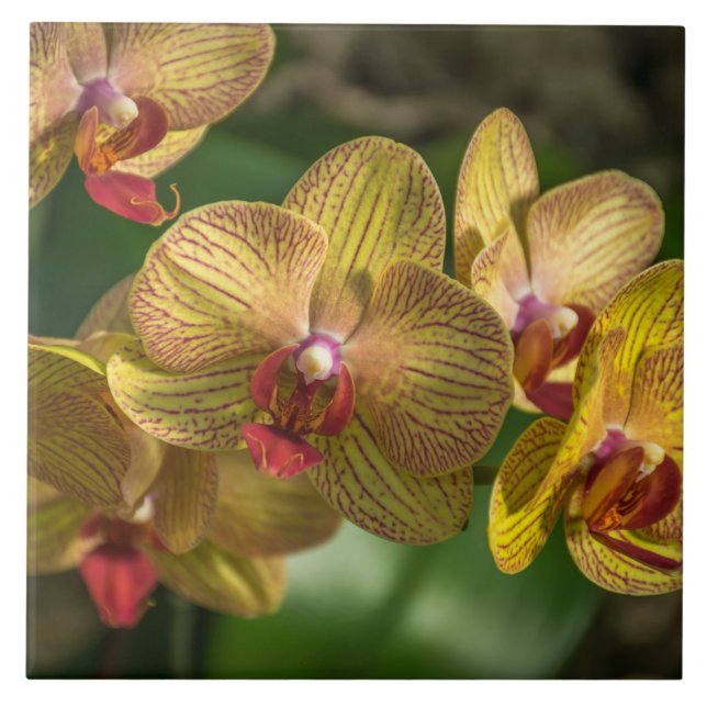 Yellow orchids ceramic tile (Front)