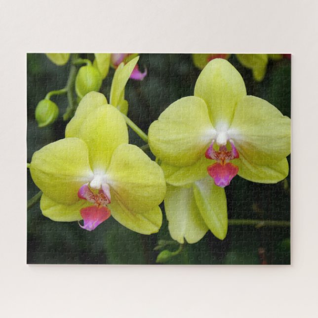Yellow Orchids Jigsaw Puzzle (Horizontal)