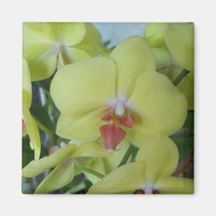 Yellow orchids magnet