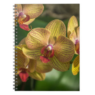 Yellow orchids notebook