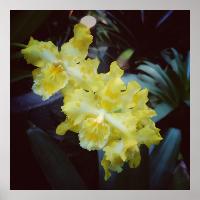 Yellow orchids on a dark background poster (Front)