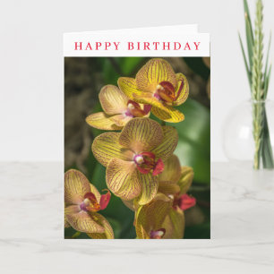 Yellow orchids up close birthday card