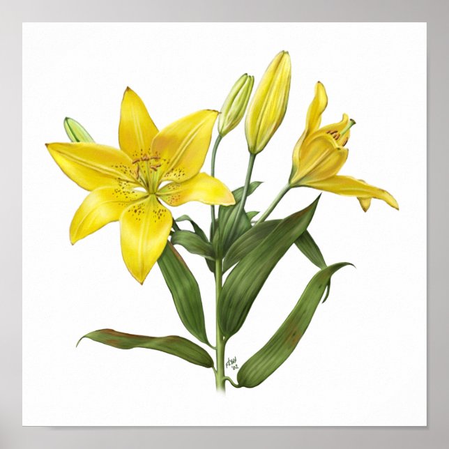 Yellow Oriental Lily Original Art Print (Front)