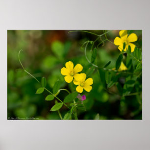 Yellow Oxalis & Everlasting Pea Wildflowers Poster