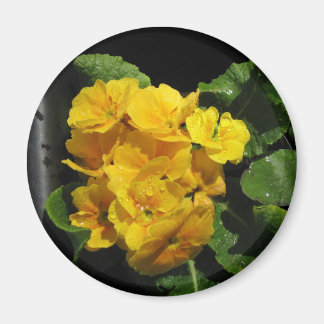 Yellow Pansies Magnet