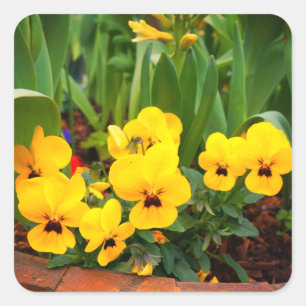 Yellow Pansy #1 Stickers