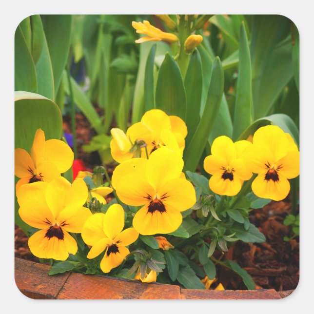 Yellow Pansy #1 Stickers (Front)