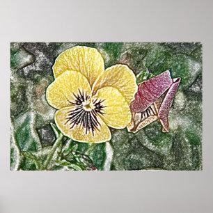 Yellow pansy poster