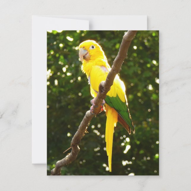 Yellow Parrot (Front)