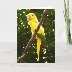 Yellow Parrot Card