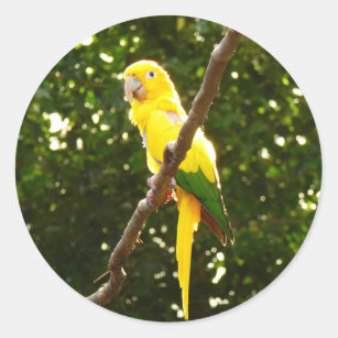 Yellow Parrot Classic Round Sticker