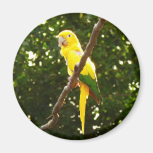 Yellow Parrot Magnet