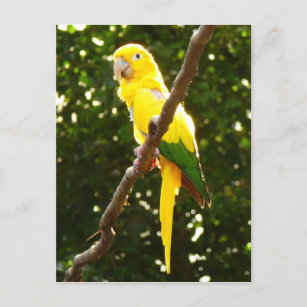 Yellow Parrot Postcard