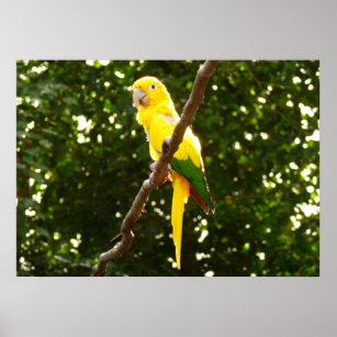 Yellow Parrot Poster