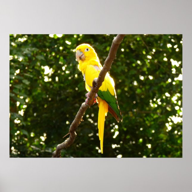 Yellow Parrot Poster (Front)