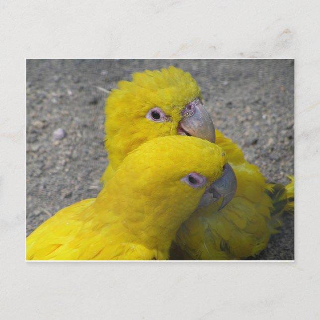 Yellow Parrots Couple DIY Postcard (Front)