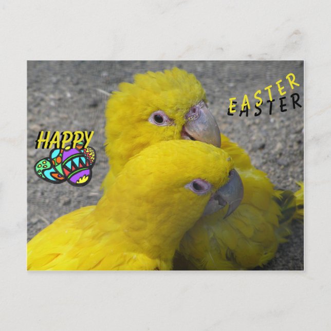 Yellow Parrots Couple Happy Easter Postcard (Front)