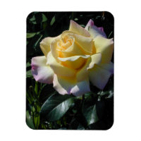 Yellow Peace Rose - Garden Beauty
