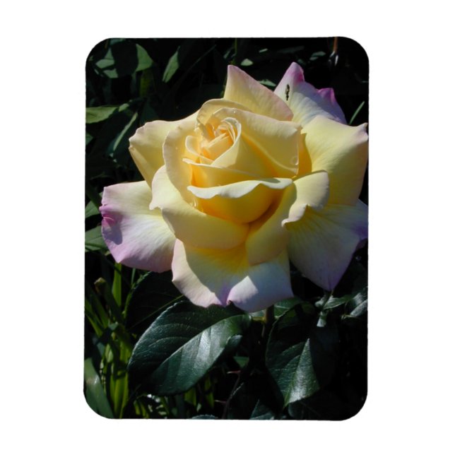 Yellow Peace Rose - Garden Beauty Magnet (Vertical)
