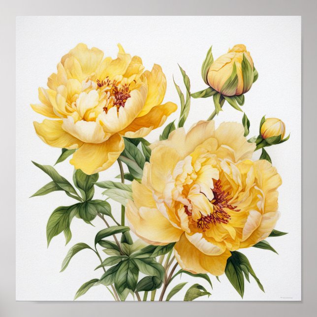 Yellow Peonies Flower Art Print Poster (Front)