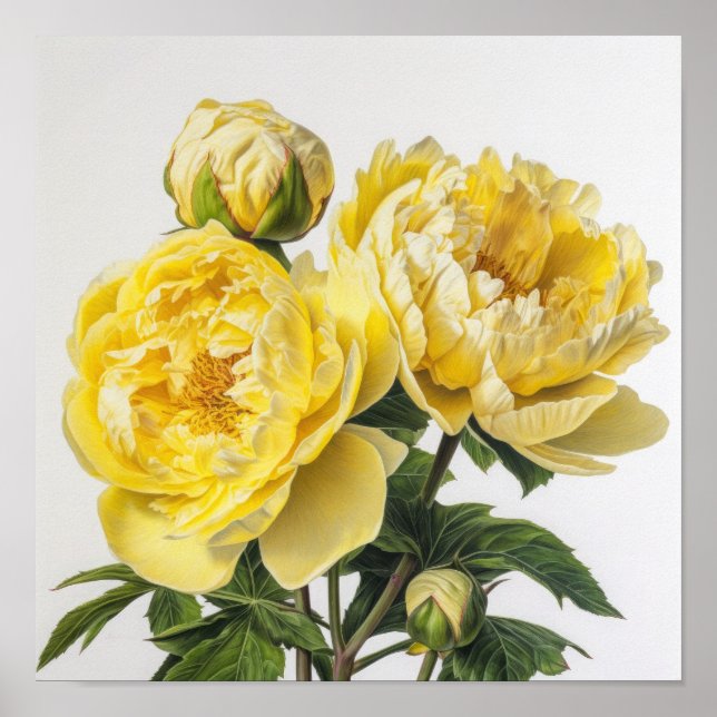 Yellow Peonies Flower Art Print Poster (Front)
