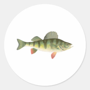 Yellow Perch Art Classic Round Sticker