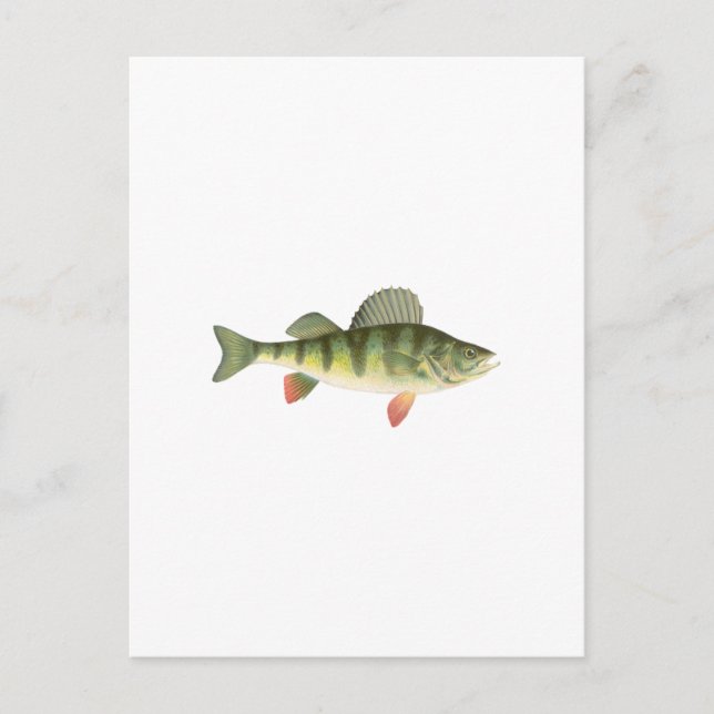 Yellow Perch Art Postcard (Front)