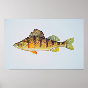 Yellow perch poster