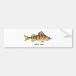 Yellow Perch (titled) Bumper Sticker