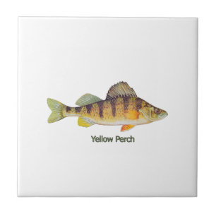 Yellow Perch titled Tile