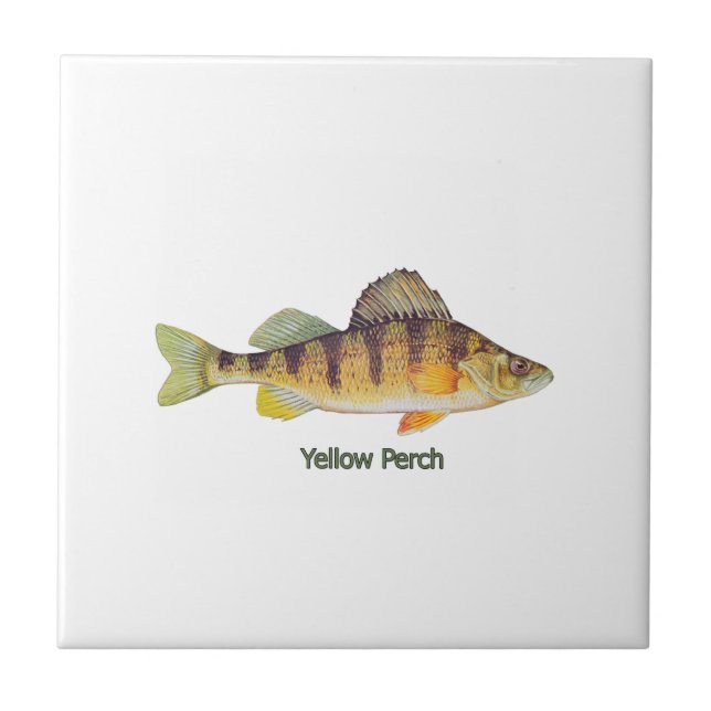 Yellow Perch titled Tile (Front)
