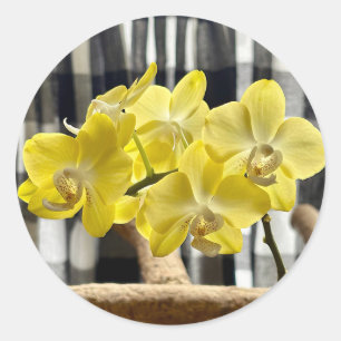 Yellow Phalaenopsis Orchid Flowers Classic Round Sticker