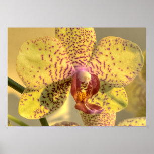 Yellow Phalaenopsis Purple Spots Poster