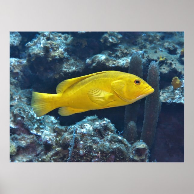 Yellow Phase Coney Poster (Front)