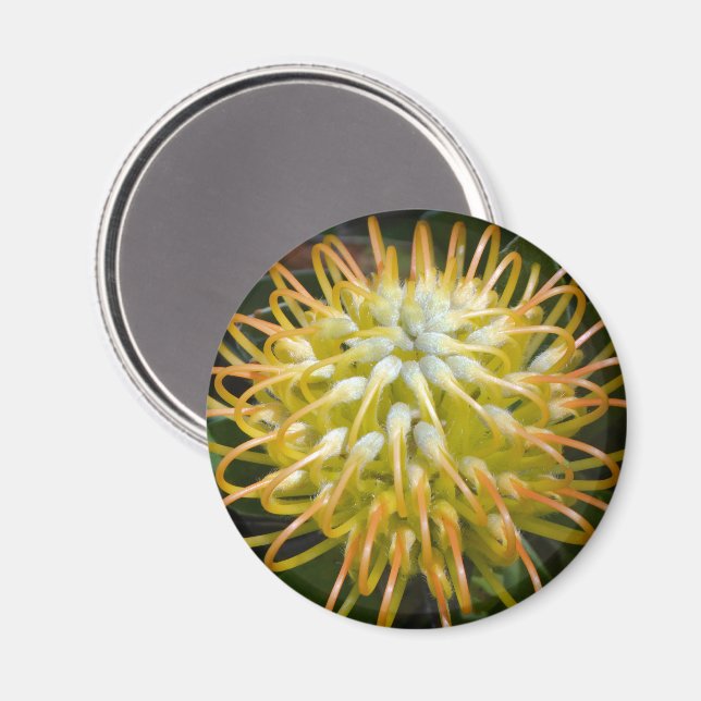 Yellow Pin Cushion Protea Flower Magnet (Front/Back)