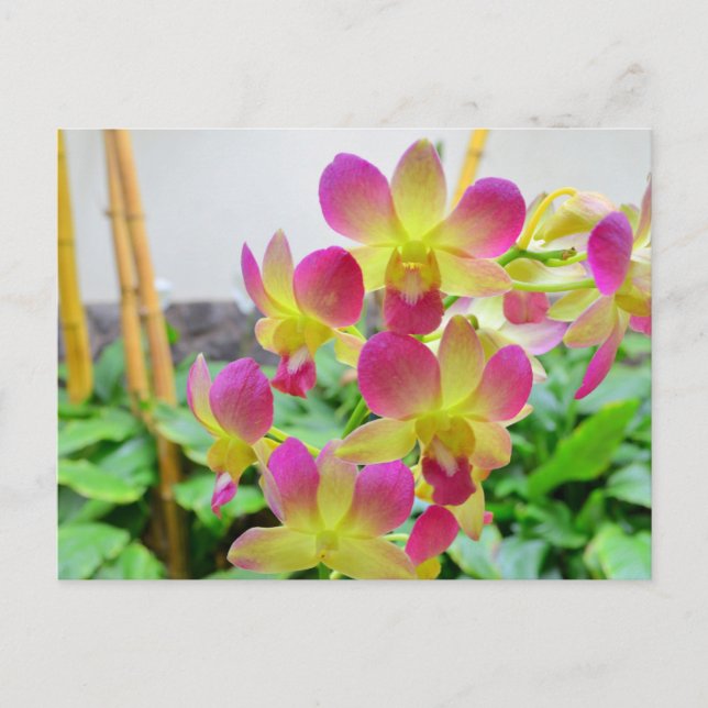 Yellow Pink Orchids Postcard (Front)