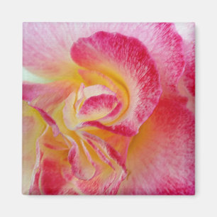 yellow pink petals magnet