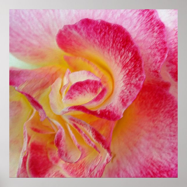 yellow pink petals poster (Front)